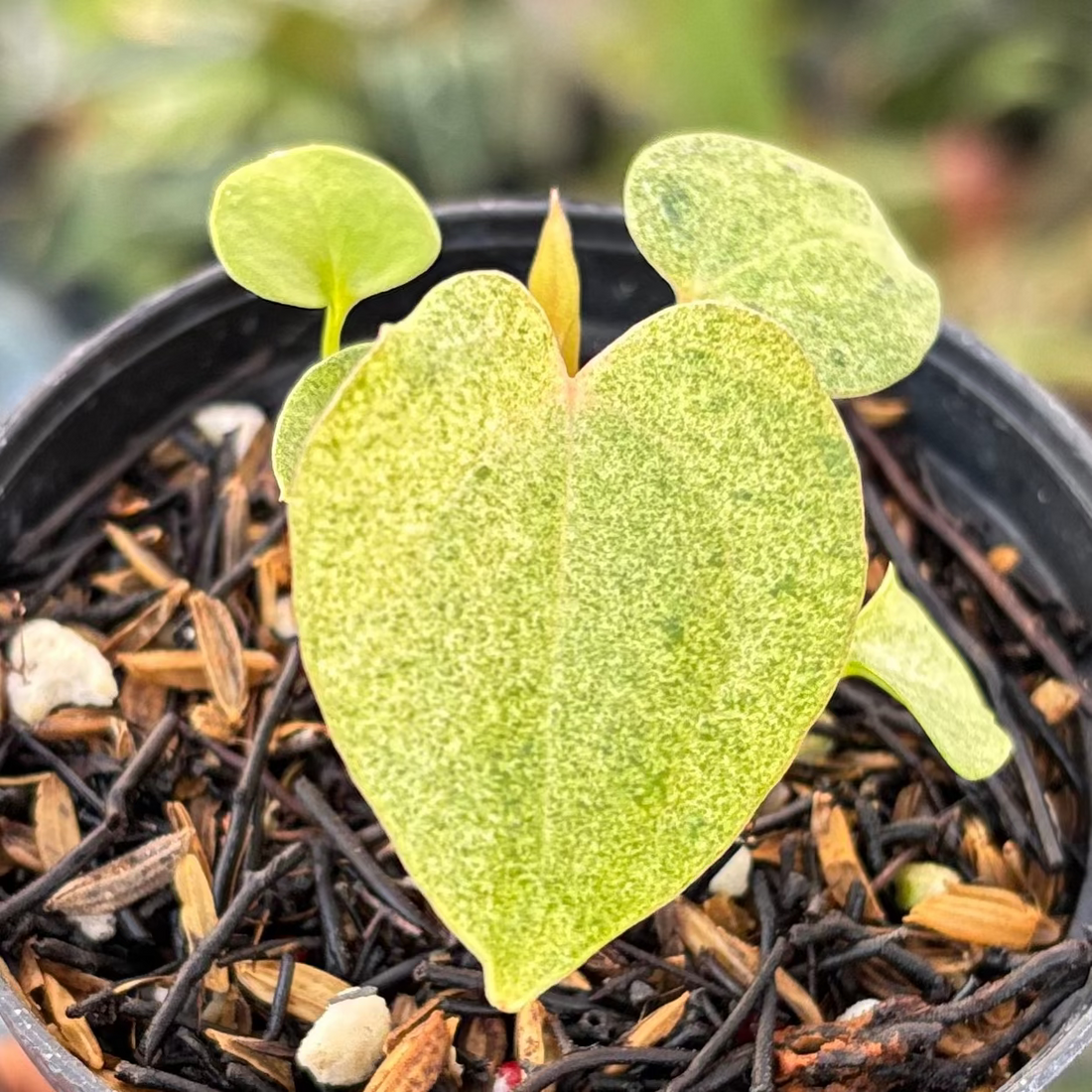 Anthurium (Dark &amp; Handsome x Red Velvet Cake) x RVDP