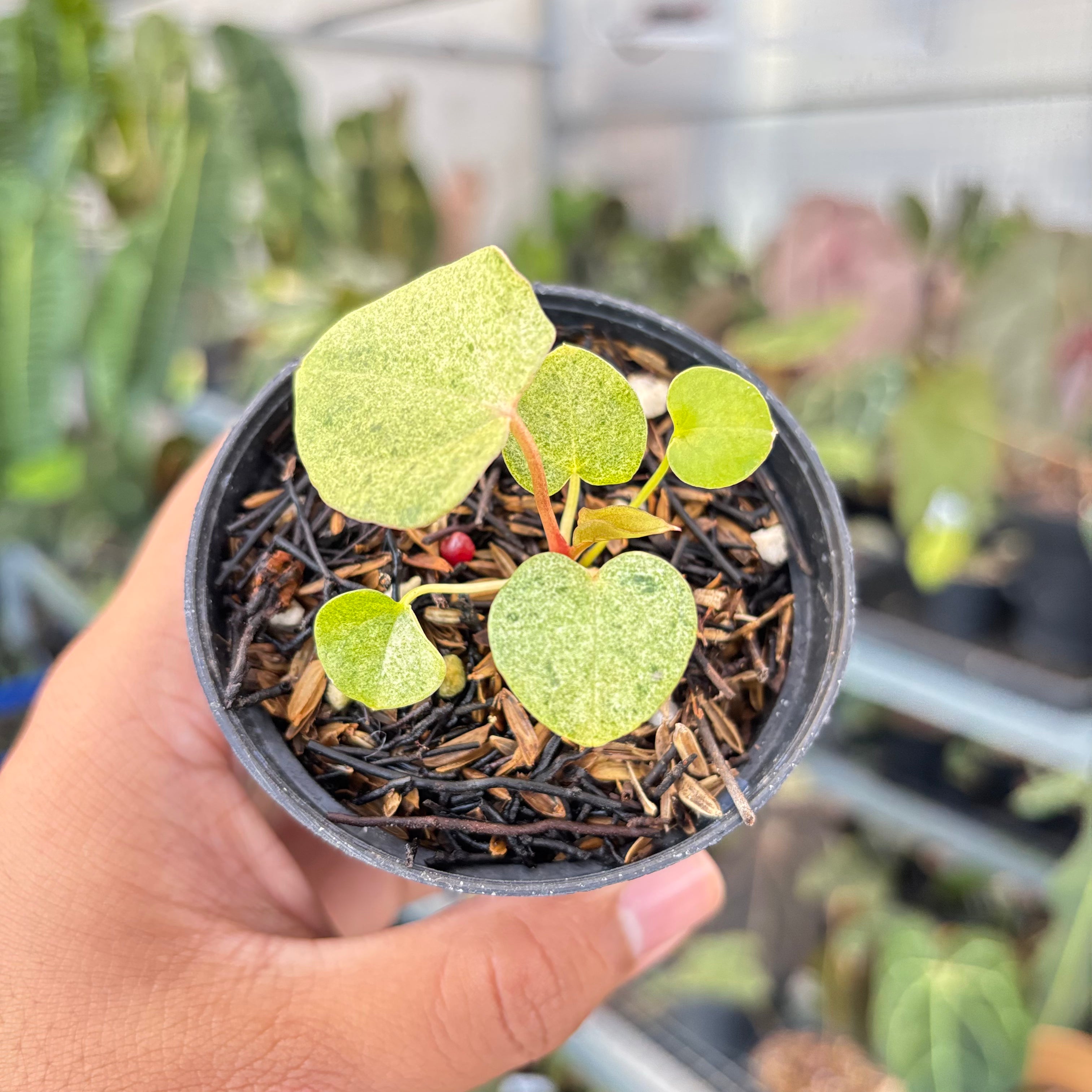 Anthurium (Dark &amp; Handsome x Red Velvet Cake) x RVDP