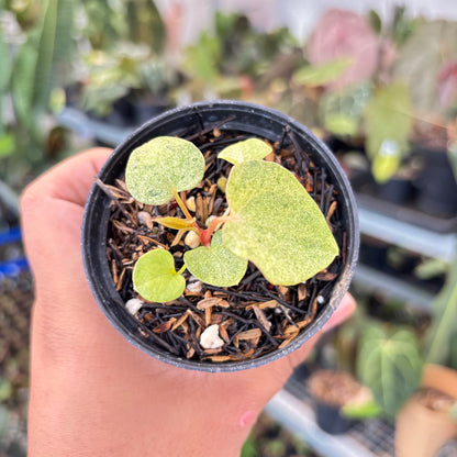 Anthurium (Dark &amp; Handsome x Red Velvet Cake) x RVDP
