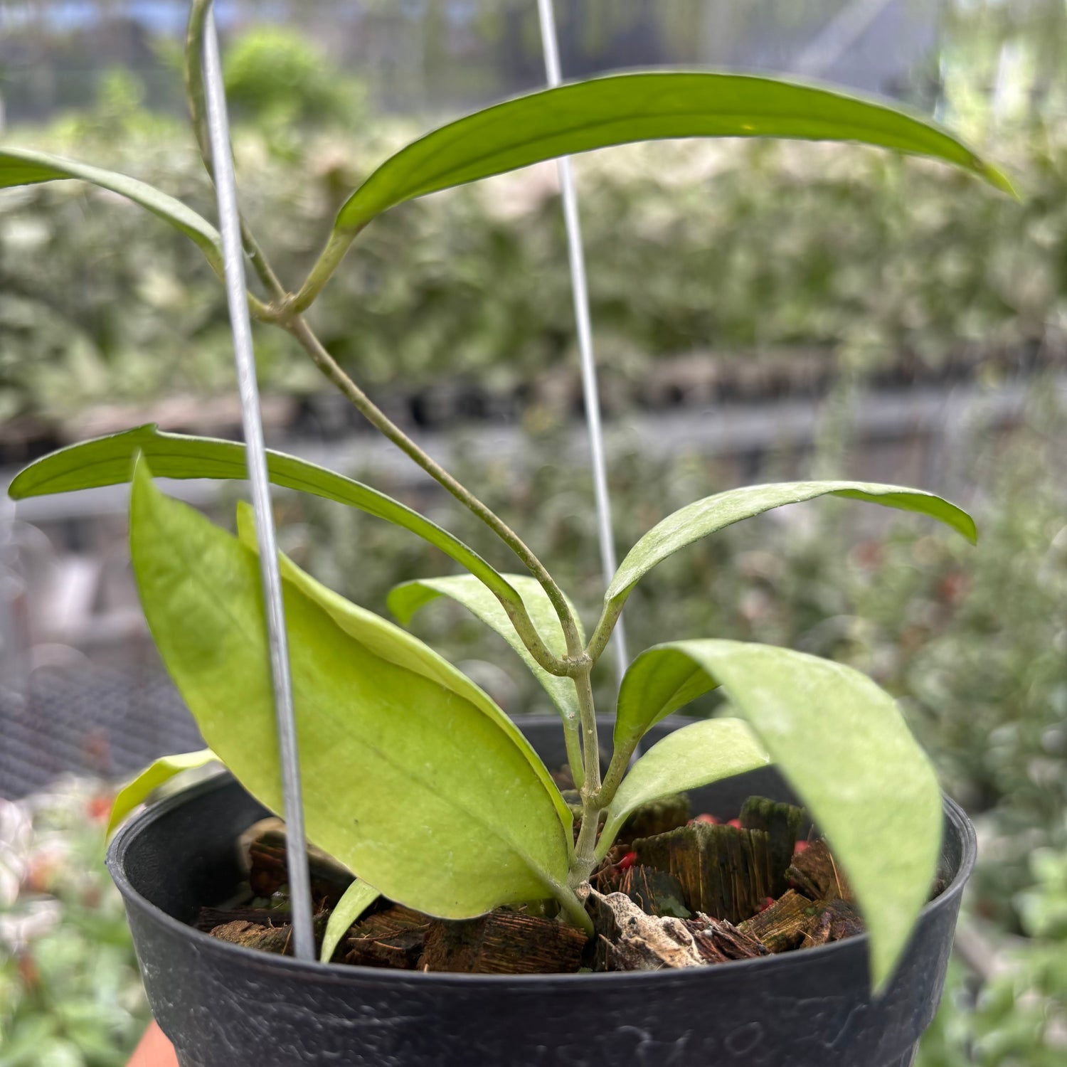 Hoya Sp. Rindu Rafflesia x Hoya Crassipetiolata (VH-02-16)