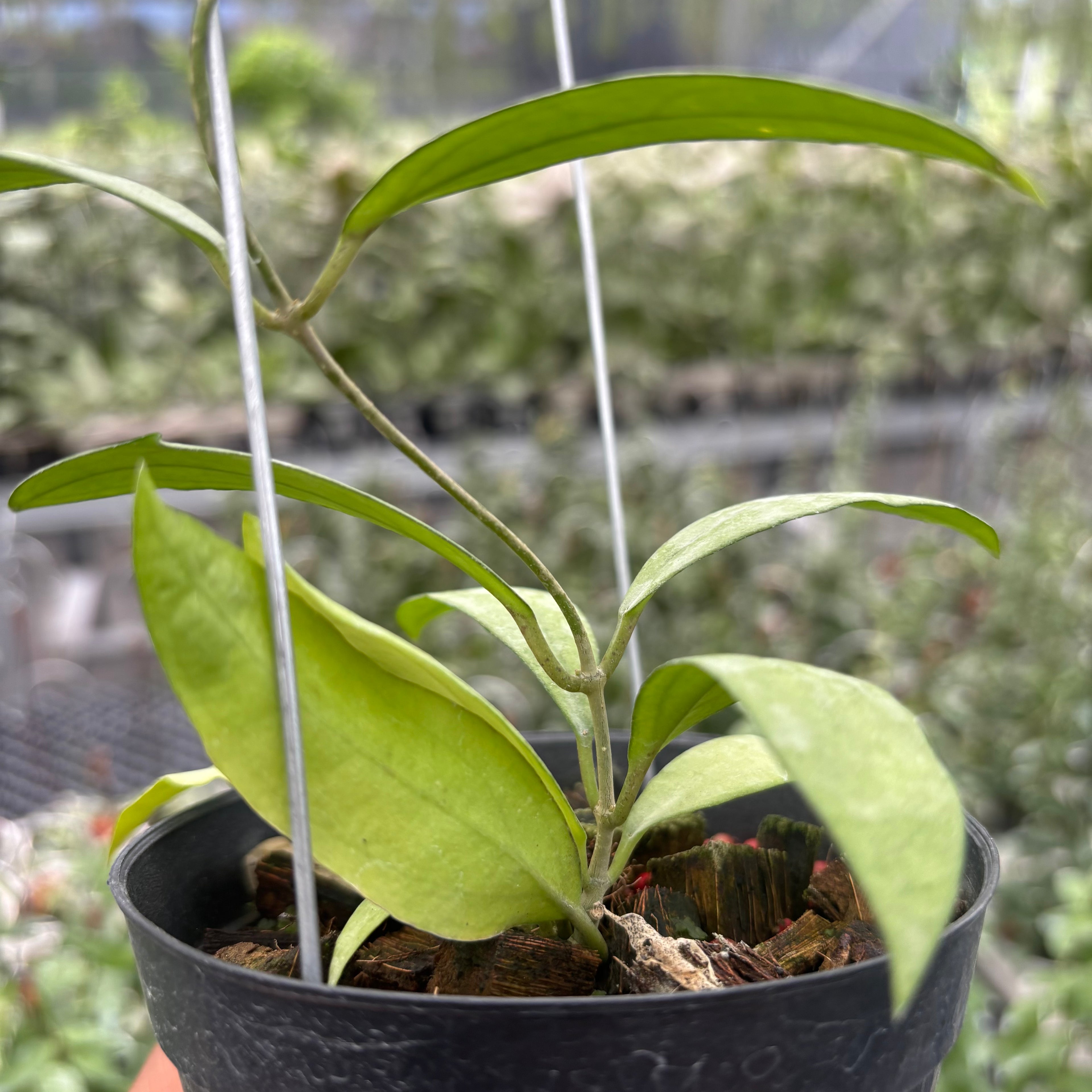 Hoya Sp. Rindu Rafflesia x Hoya Crassipetiolata (VH-02-16)