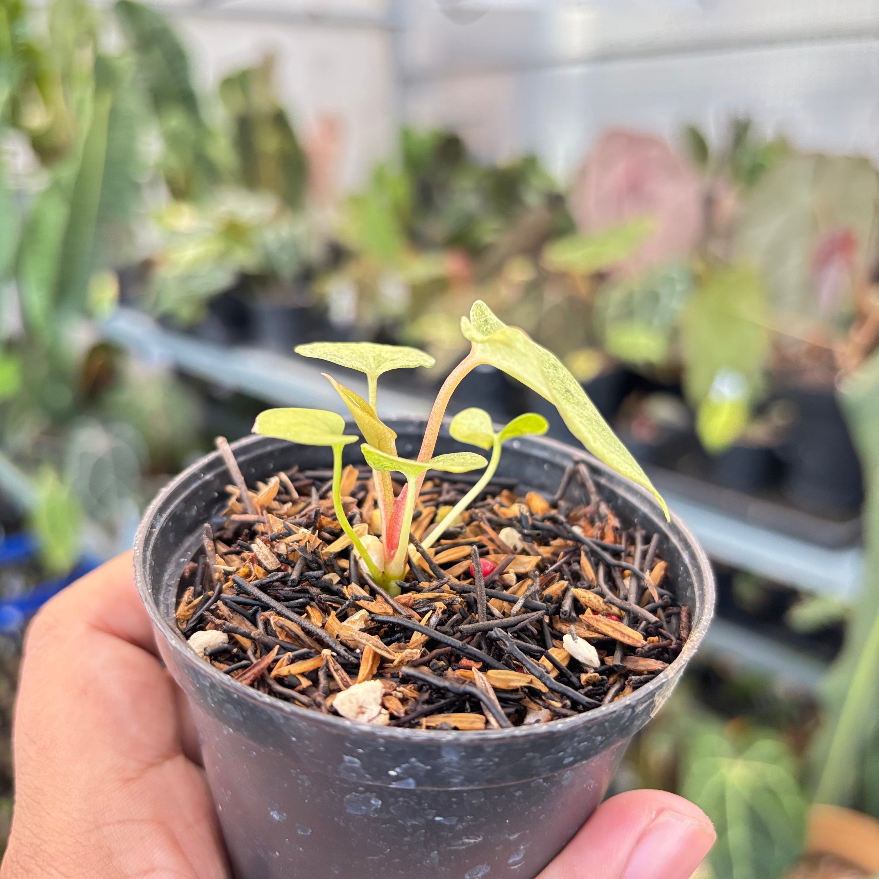 Anthurium (Dark &amp; Handsome x Red Velvet Cake) x RVDP