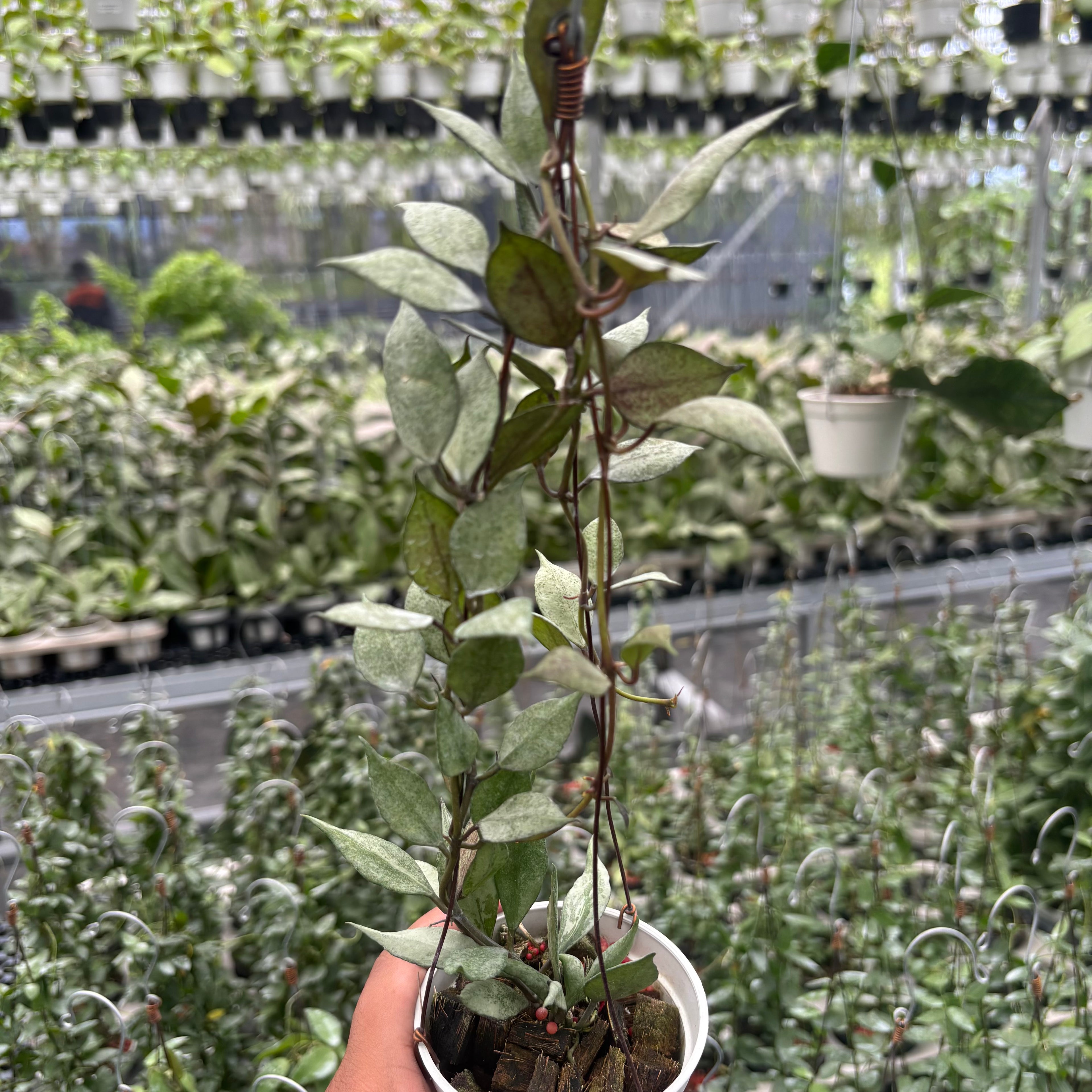 Hoya Lacunosa Black Pearl