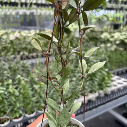 Hoya Lacunosa Black Pearl