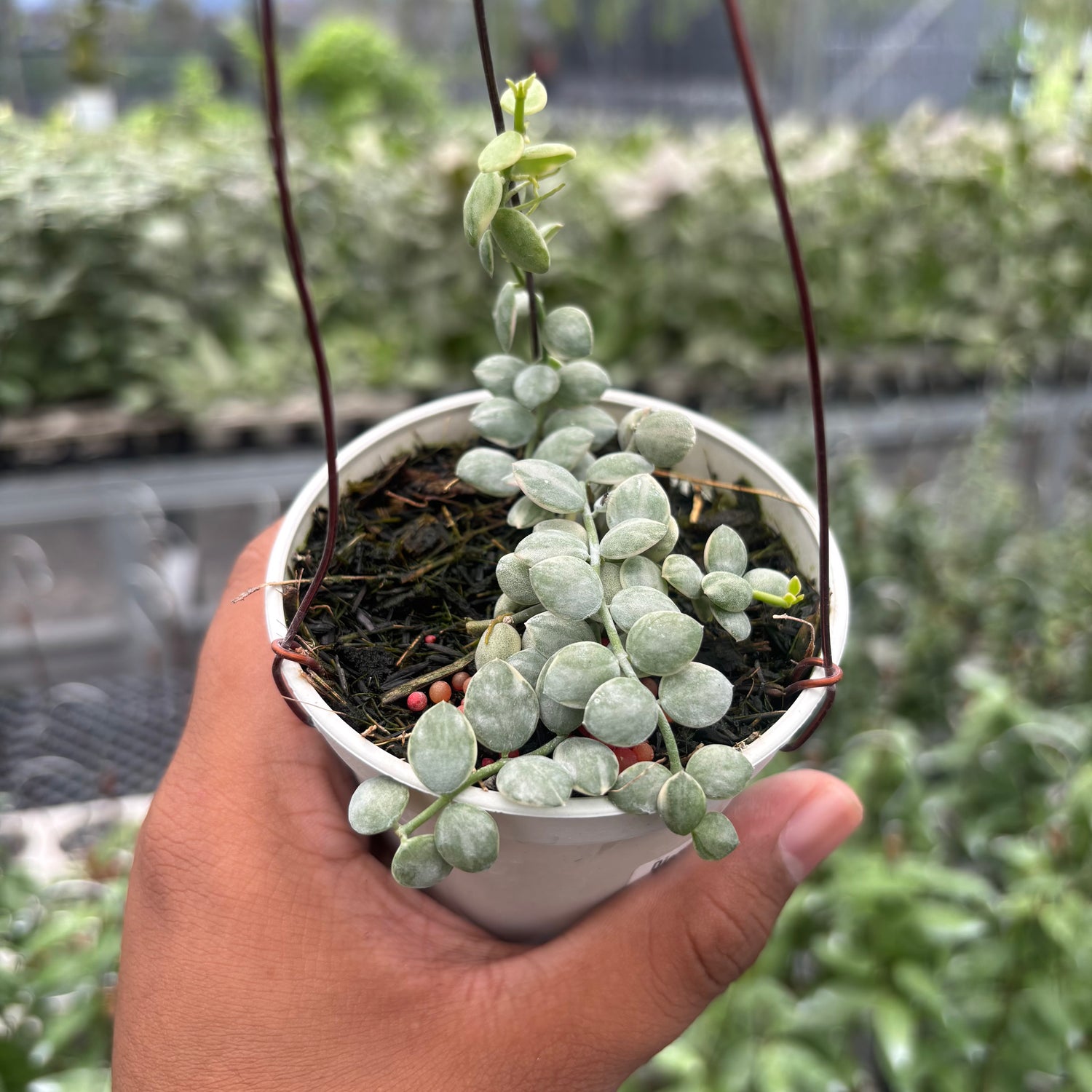 Hoya Disc. Nummularia "Variegated"