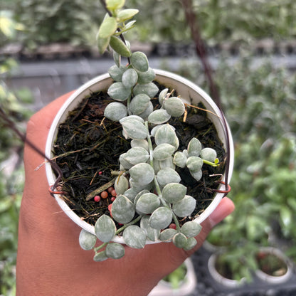 Hoya Disc. Nummularia "Variegated"
