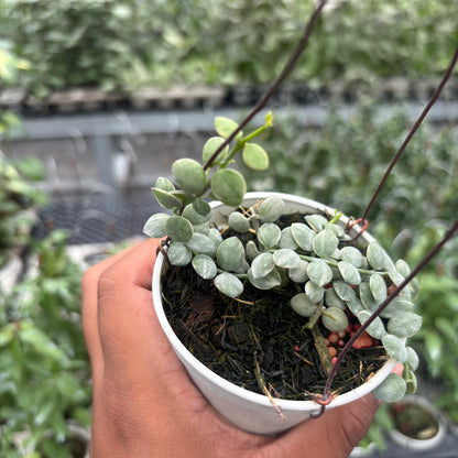 Hoya Disc. Nummularia "Variegated"
