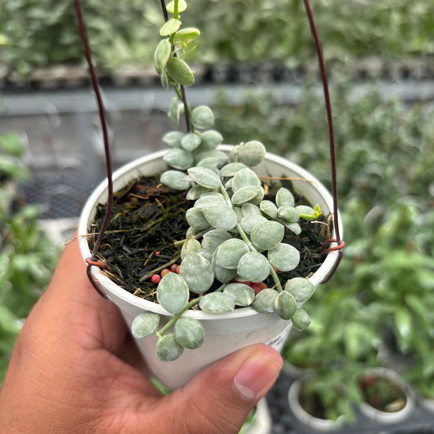 Hoya Disc. Nummularia "Variegated"