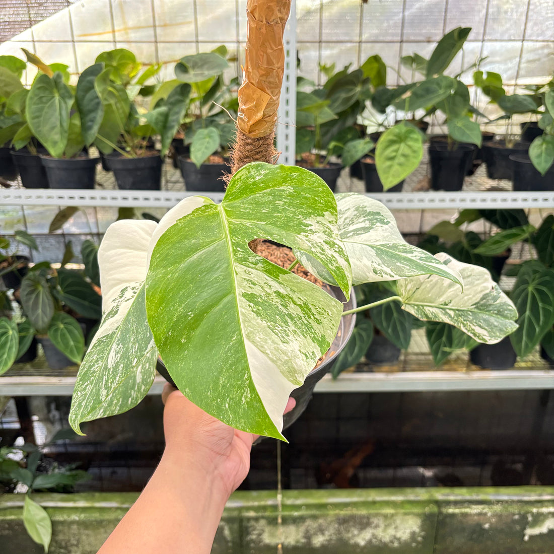 RP2-10 Monstera Albo White Tiger