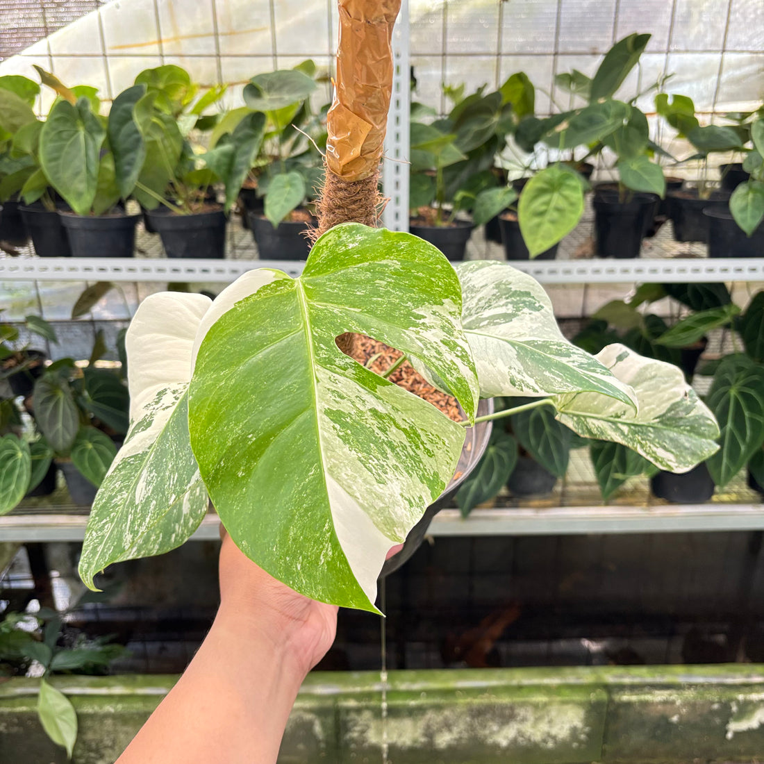 RP2-10 Monstera Albo White Tiger