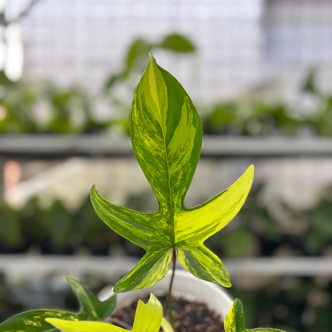 RP3-10 Philodendron Florida Beauty