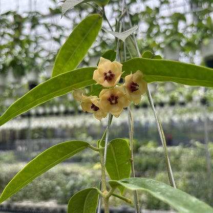 Hoya Surisana "Orange" VN-740