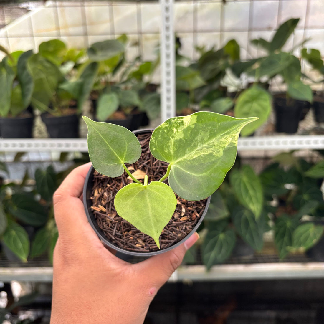 RP6-10 Anthurium Clarinervium Variegated seed Cebres