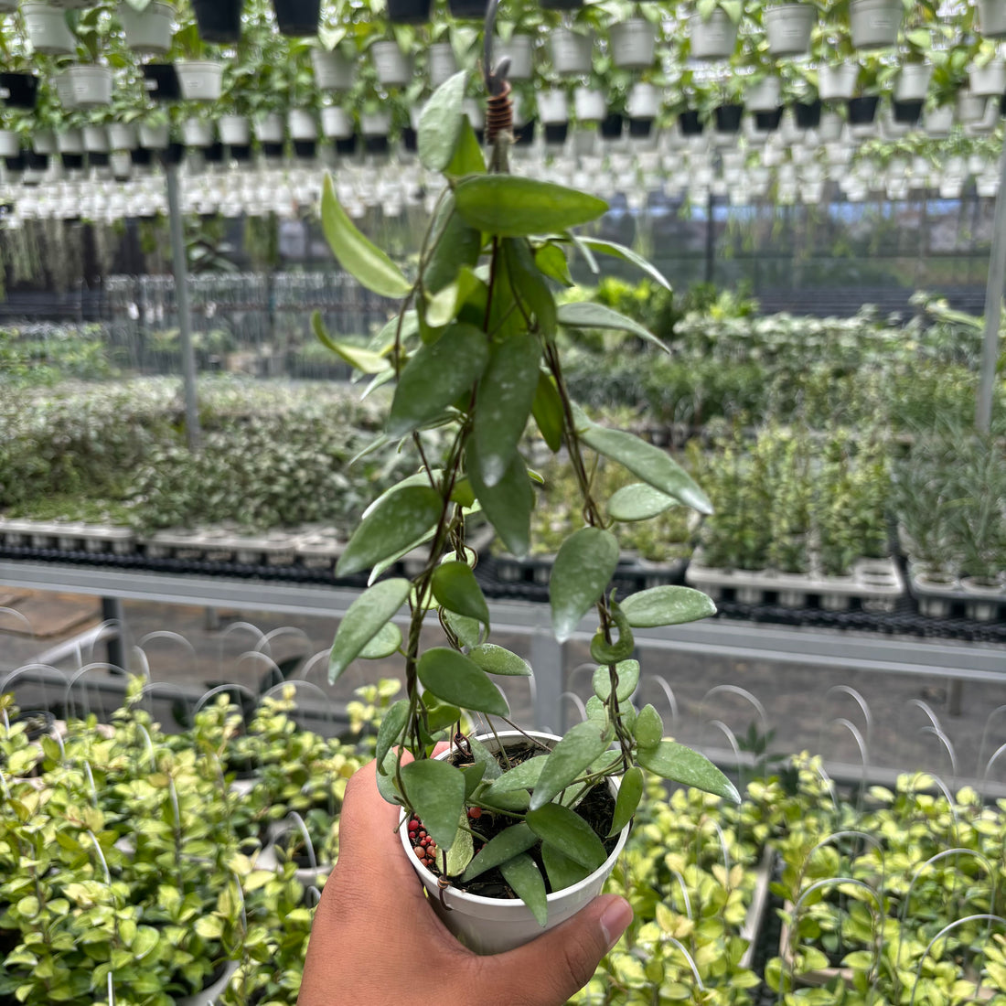 Hoya Dolicantha