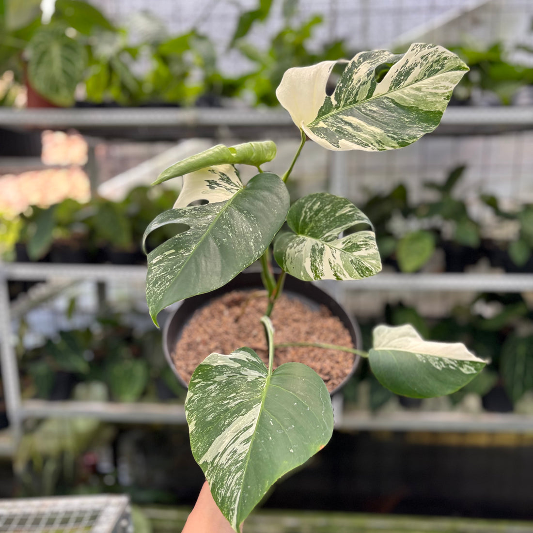 RP7-10 Monstera Albo Variegated