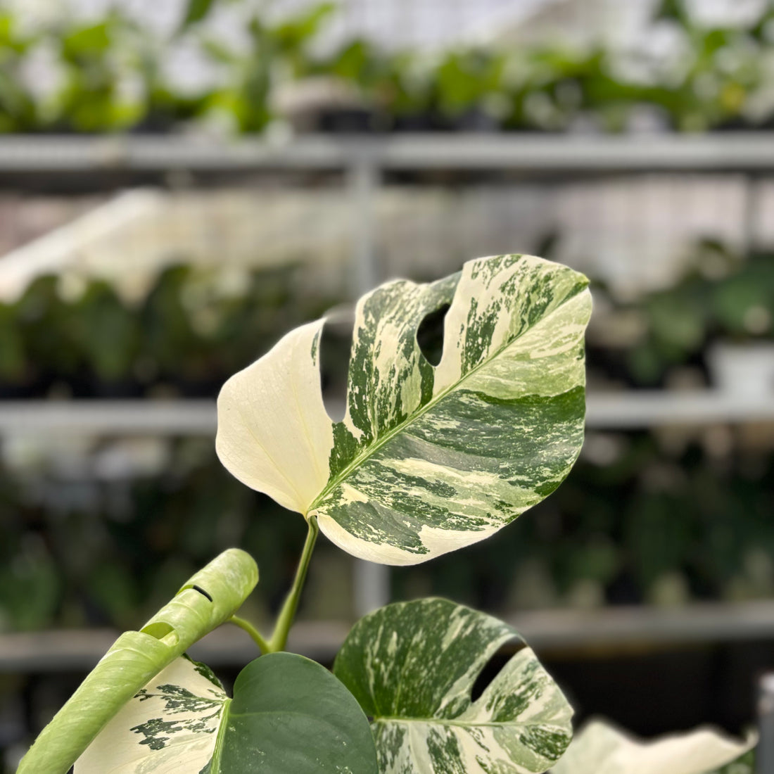 RP7-10 Monstera Albo Variegated