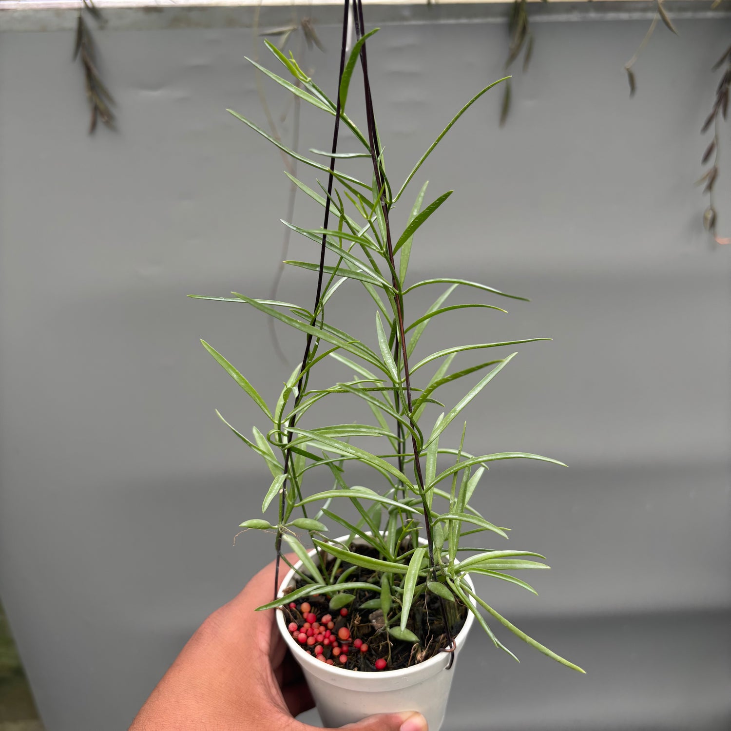 Hoya Disc. Sp. Papua "VN-733"
