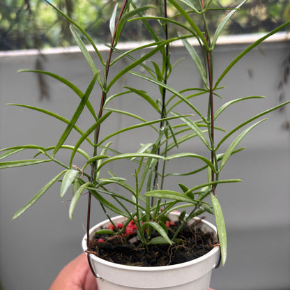 Hoya Disc. Sp. Papua "VN-733"