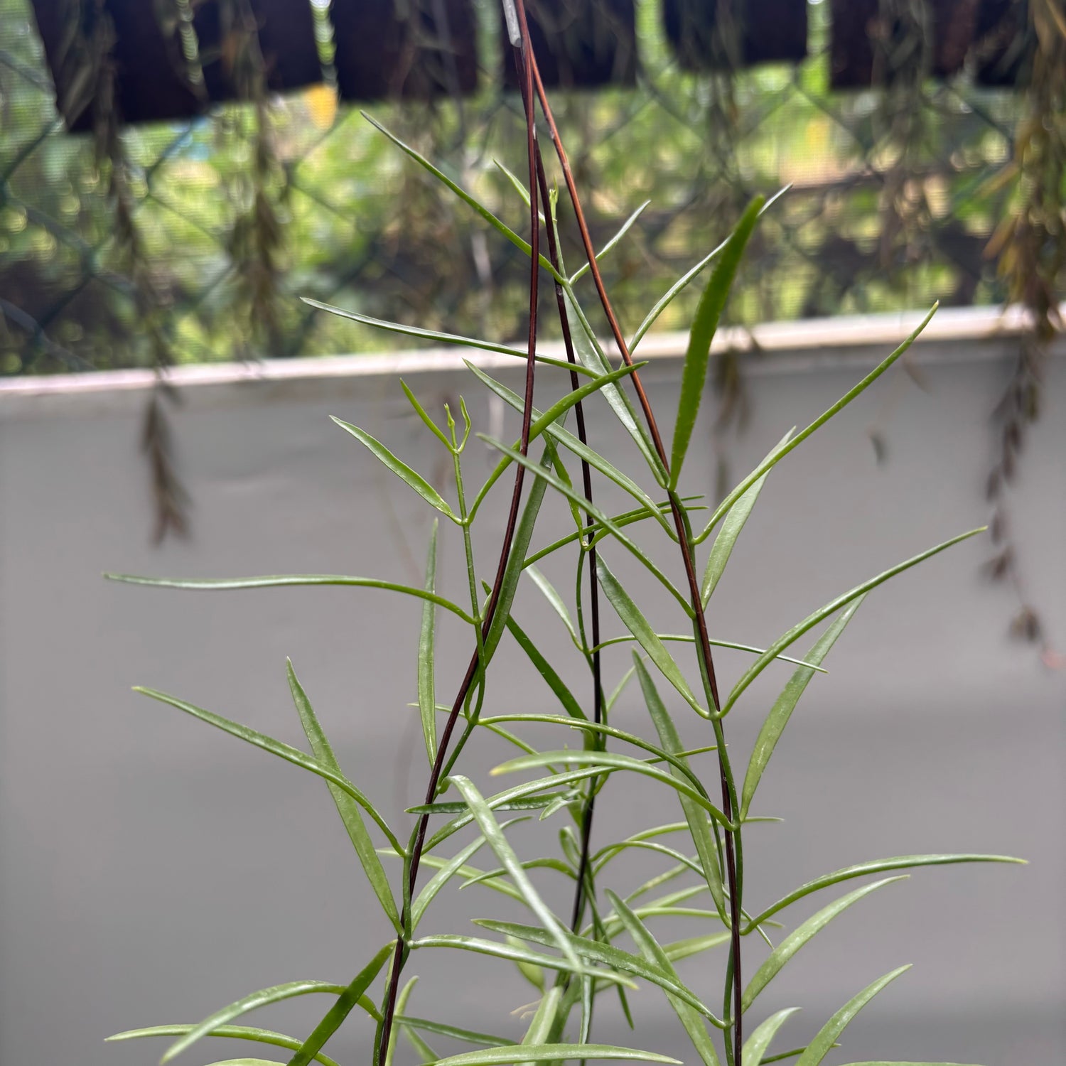 Hoya Disc. Sp. Papua "VN-733"