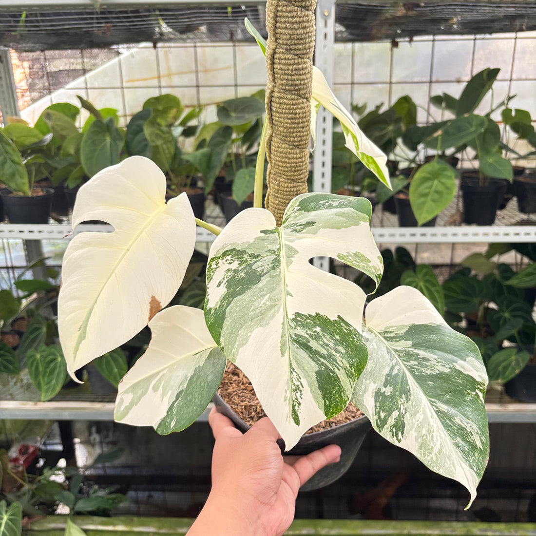 RP9-10 Monstera Albo White Tiger