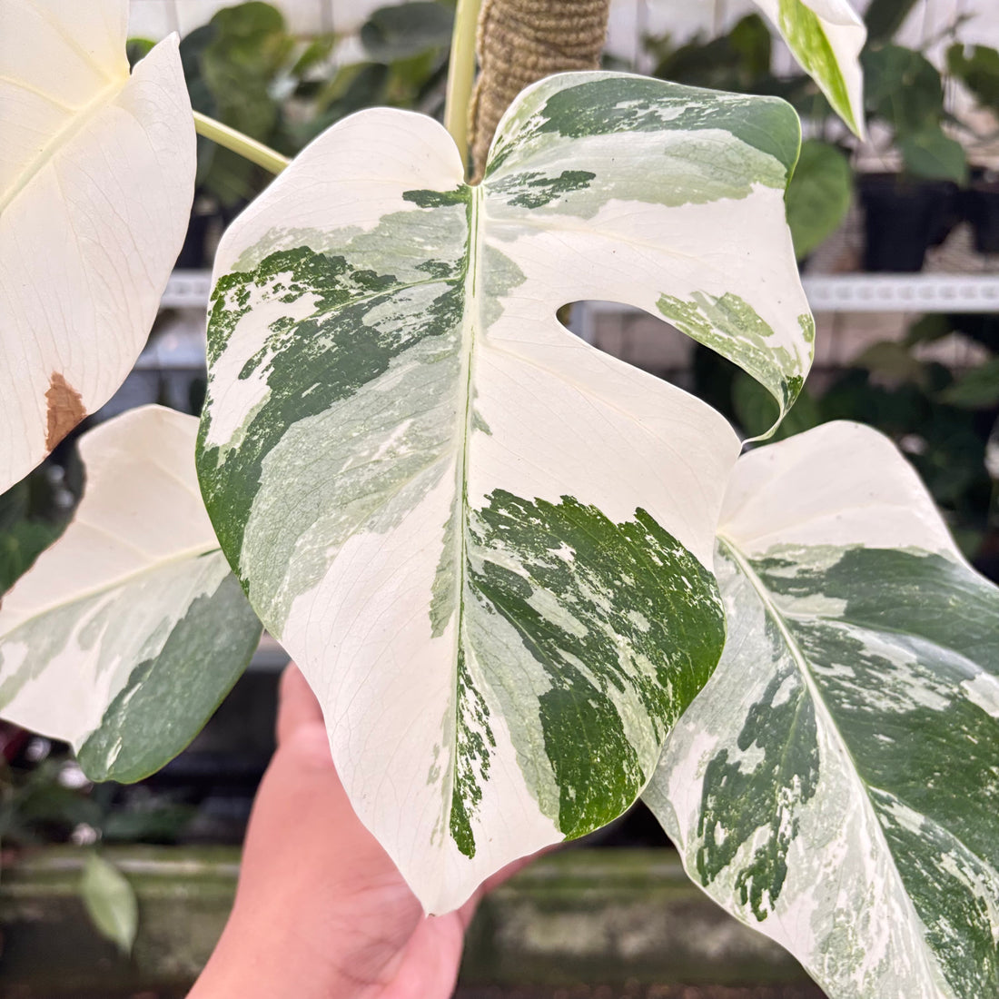 RP9-10 Monstera Albo White Tiger