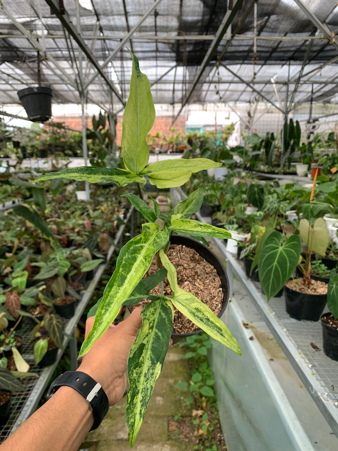 Syngonium White Ribbon varigated