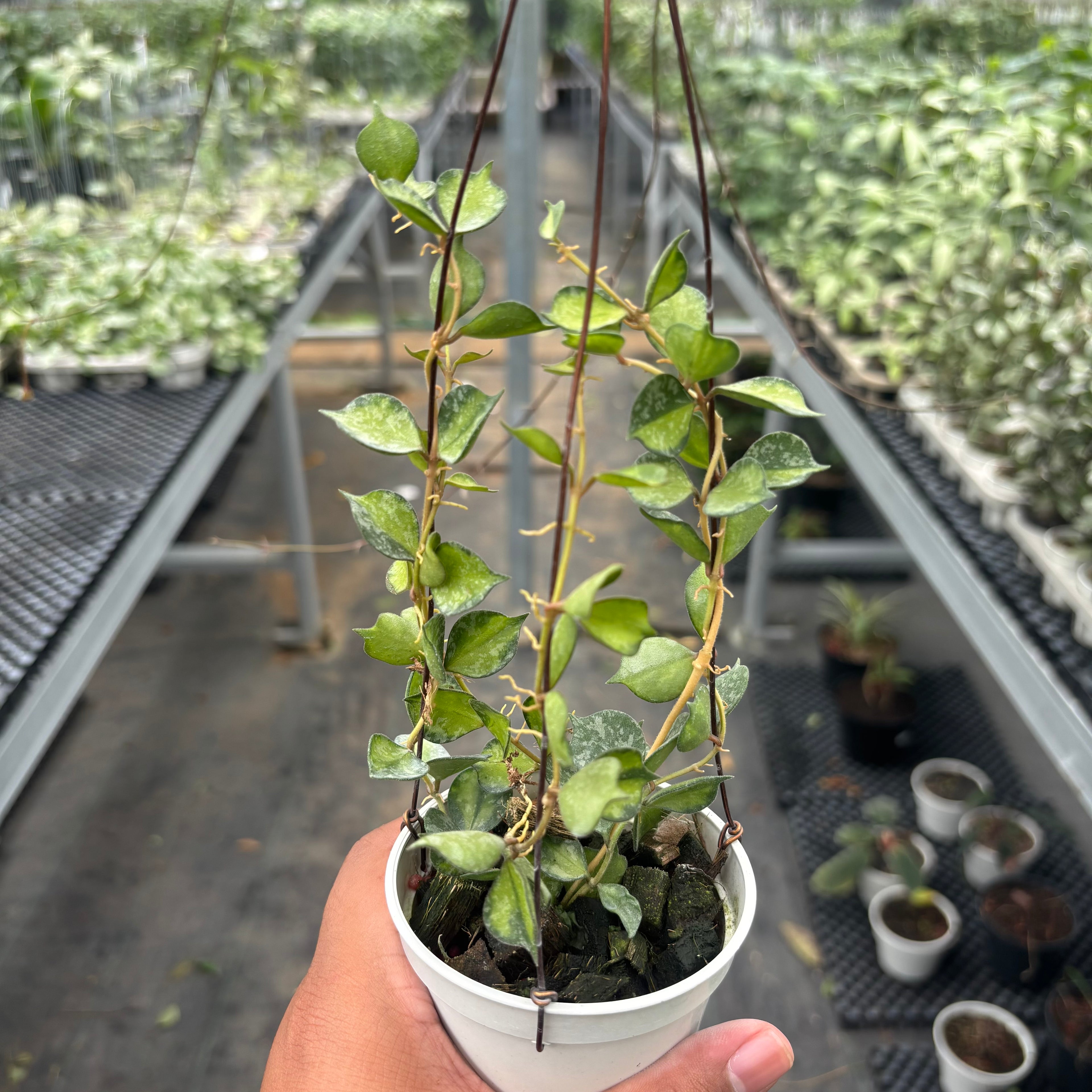 Hoya Curtisii "Inner Variegated"