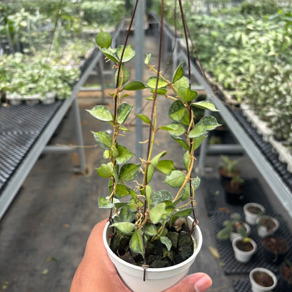 Hoya Curtisii "Inner Variegated"