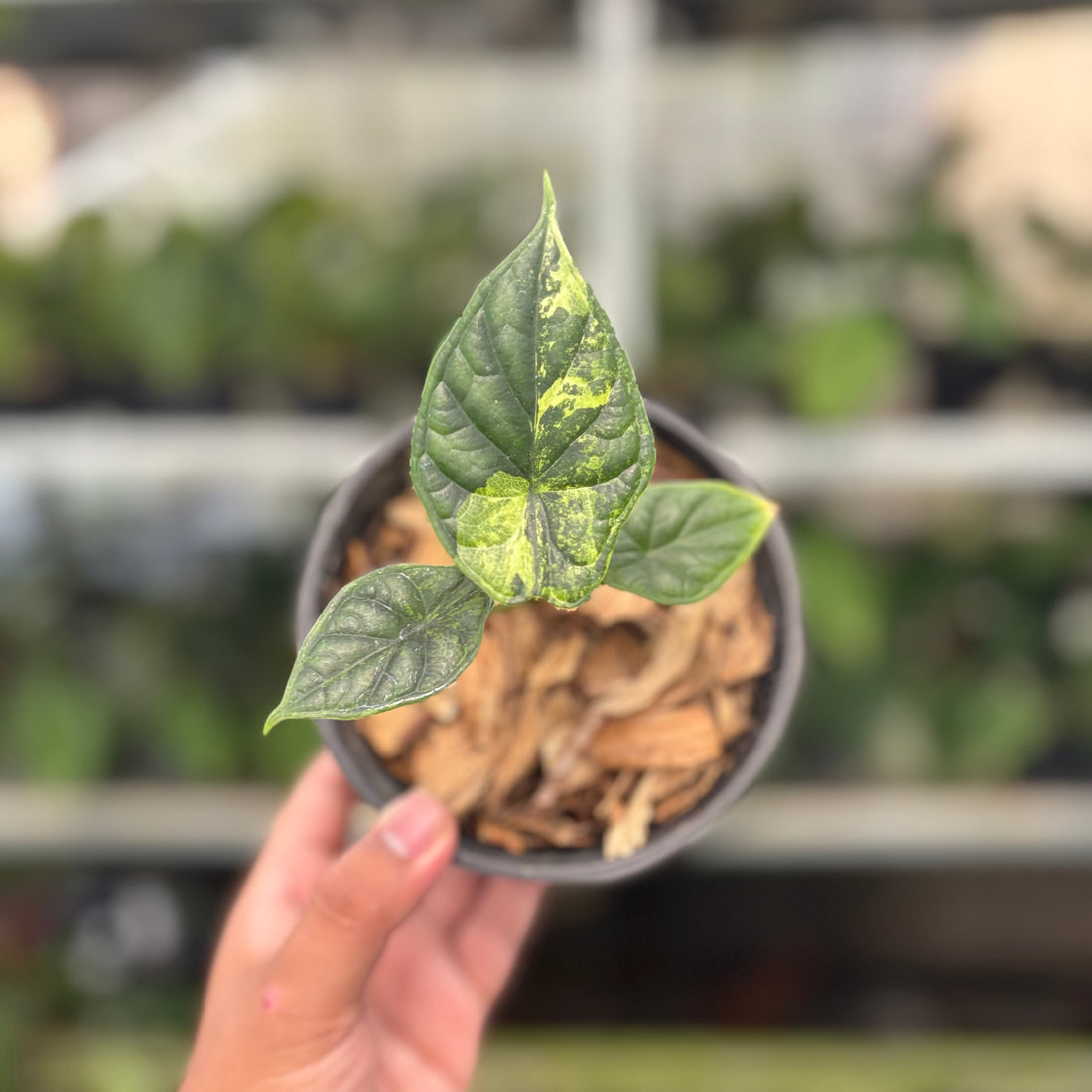 RP10-10 Alocasia Dragon Scale Variegated