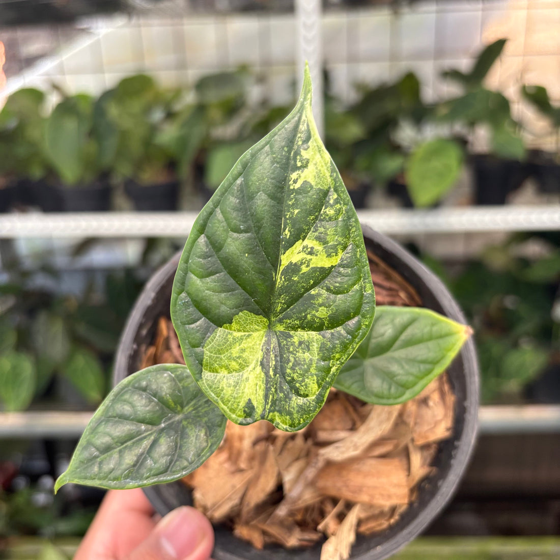RP10-10 Alocasia Dragon Scale Variegated