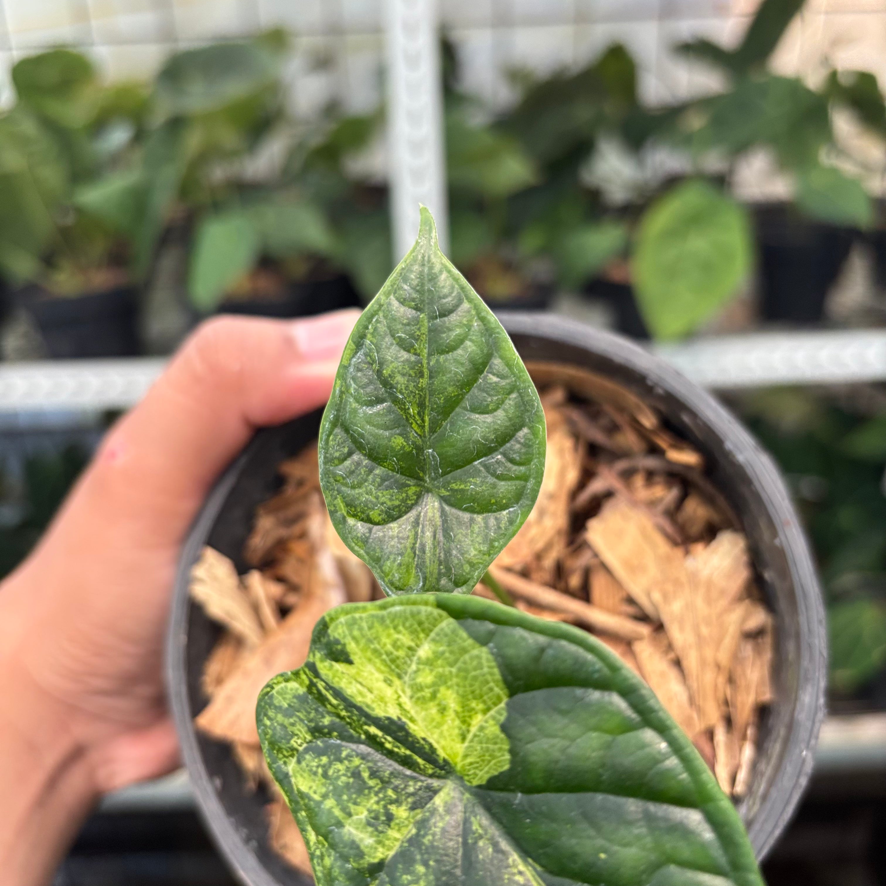 RP10-10 Alocasia Dragon Scale Variegated