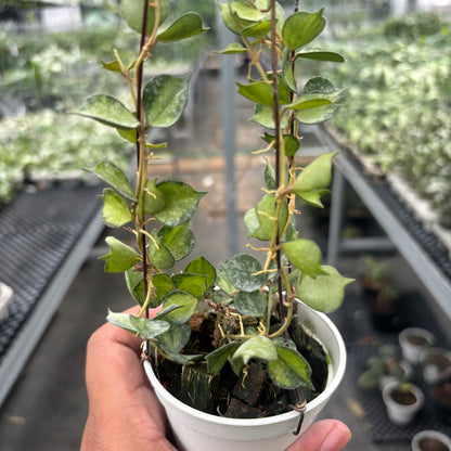 Hoya Curtisii "Inner Variegated"
