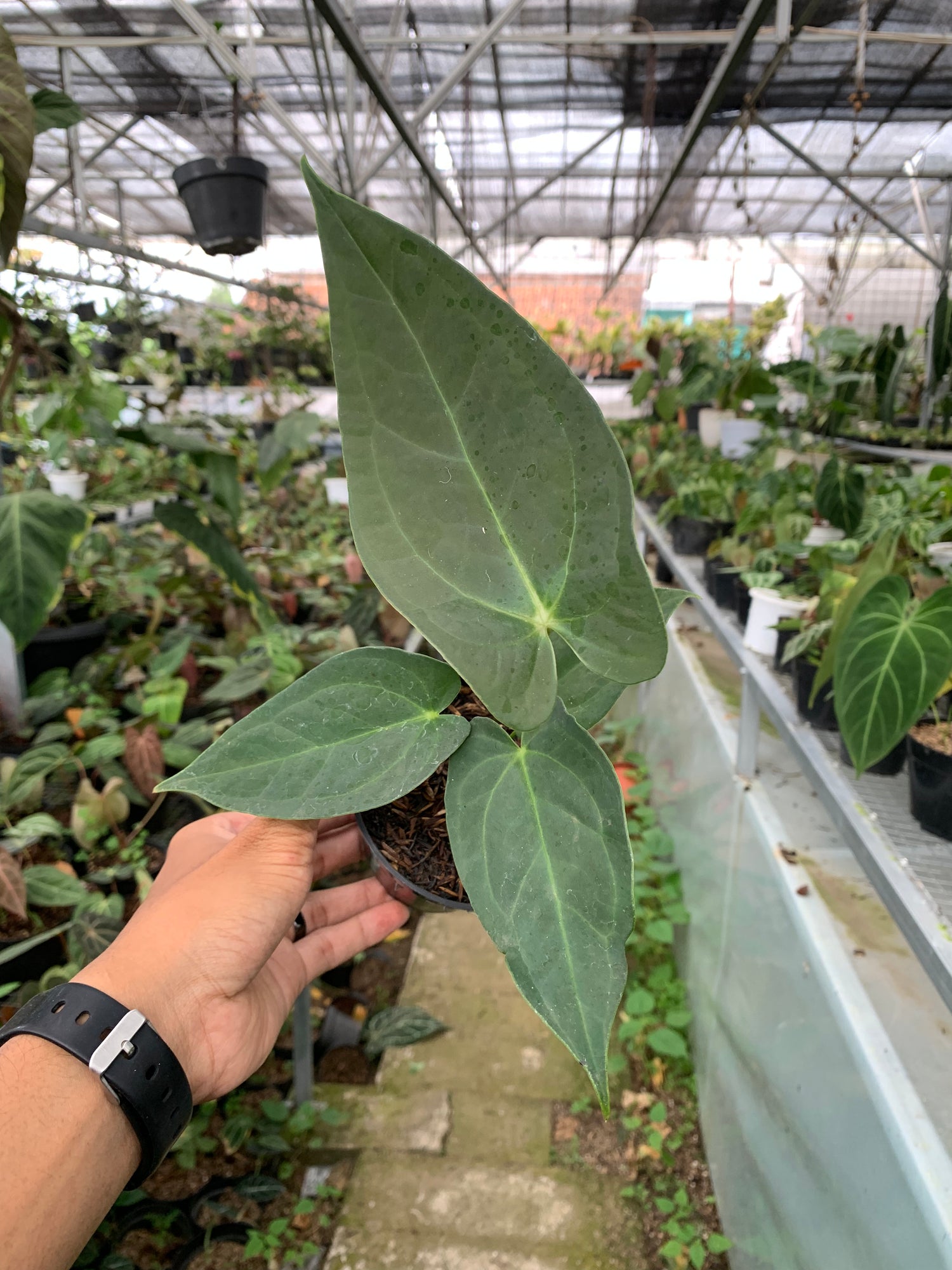 anthurium marmoratum 2 Anthurium Marmoratum x Papilaminum – Greenspaces.id