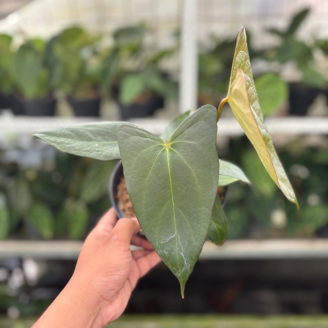 RP13-10 Anthurium Papillilaminum x Portilae