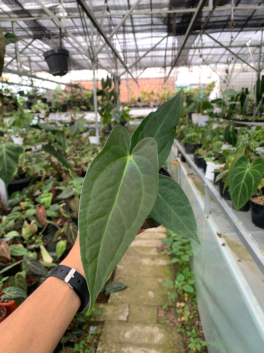 Anthurium Marmoratum x Papilaminum