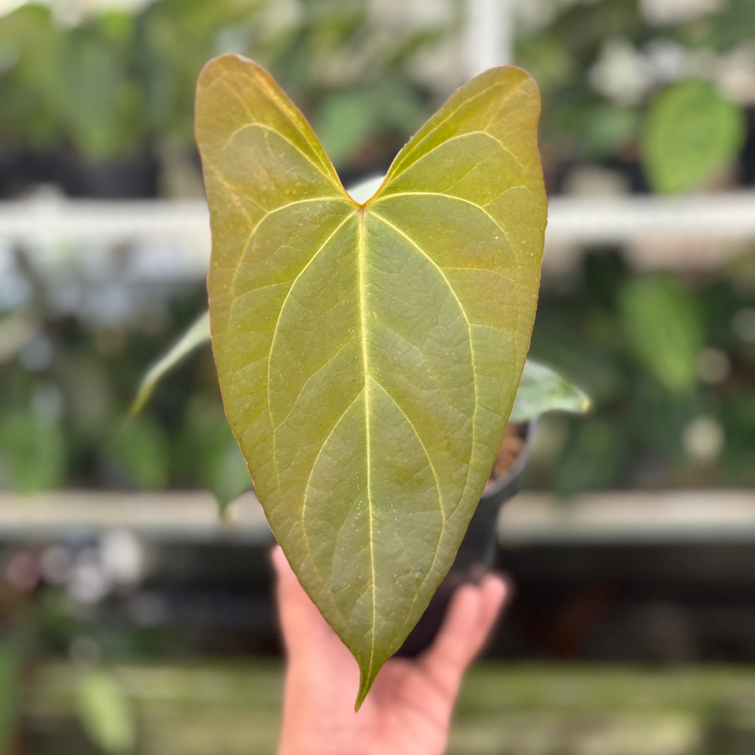 RP13-10 Anthurium Papillilaminum x Portilae