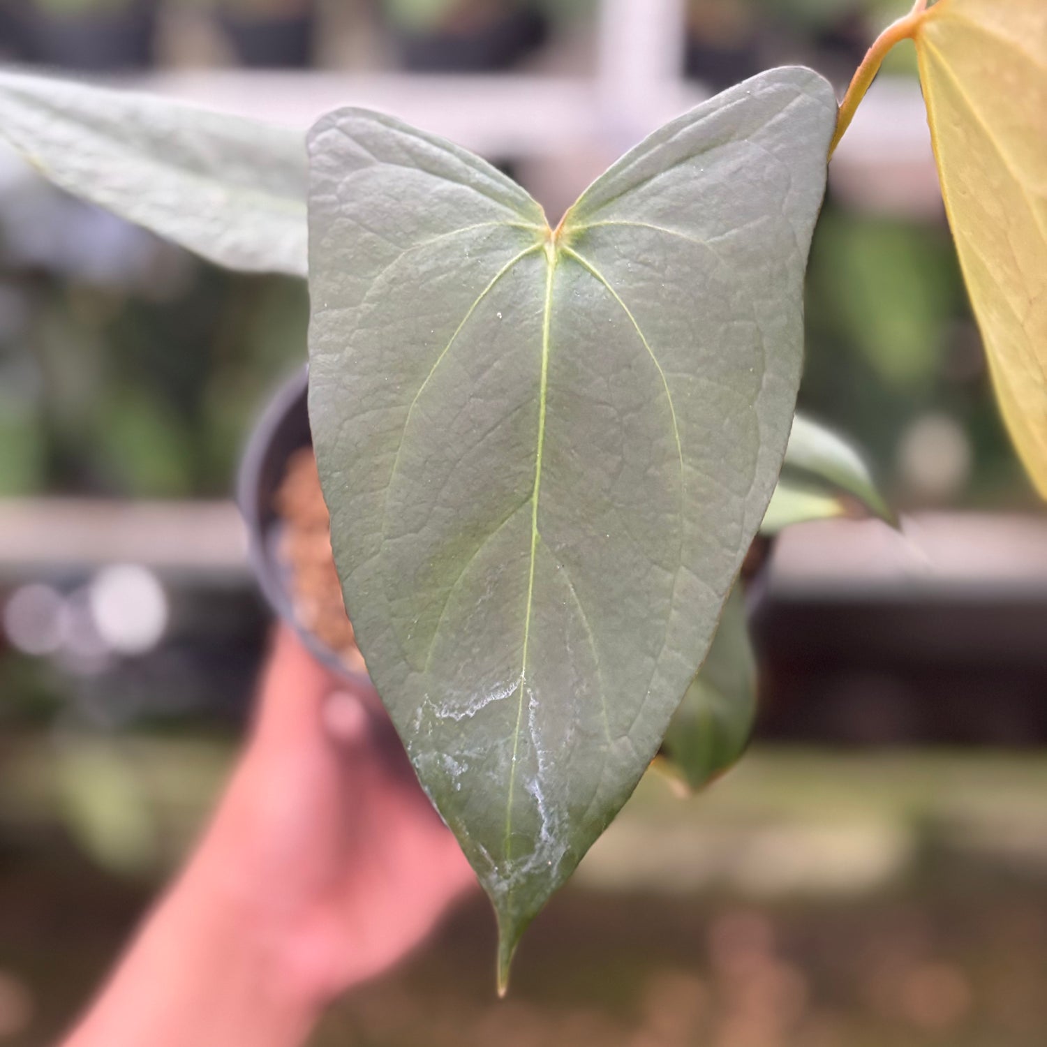 RP13-10 Anthurium Papillilaminum x Portilae