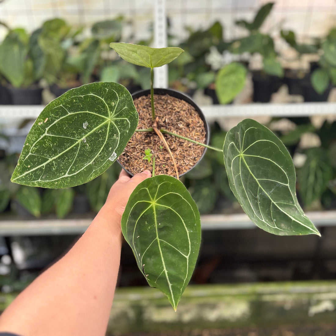 RP15-10 Anthurium Forgetti Hybrid