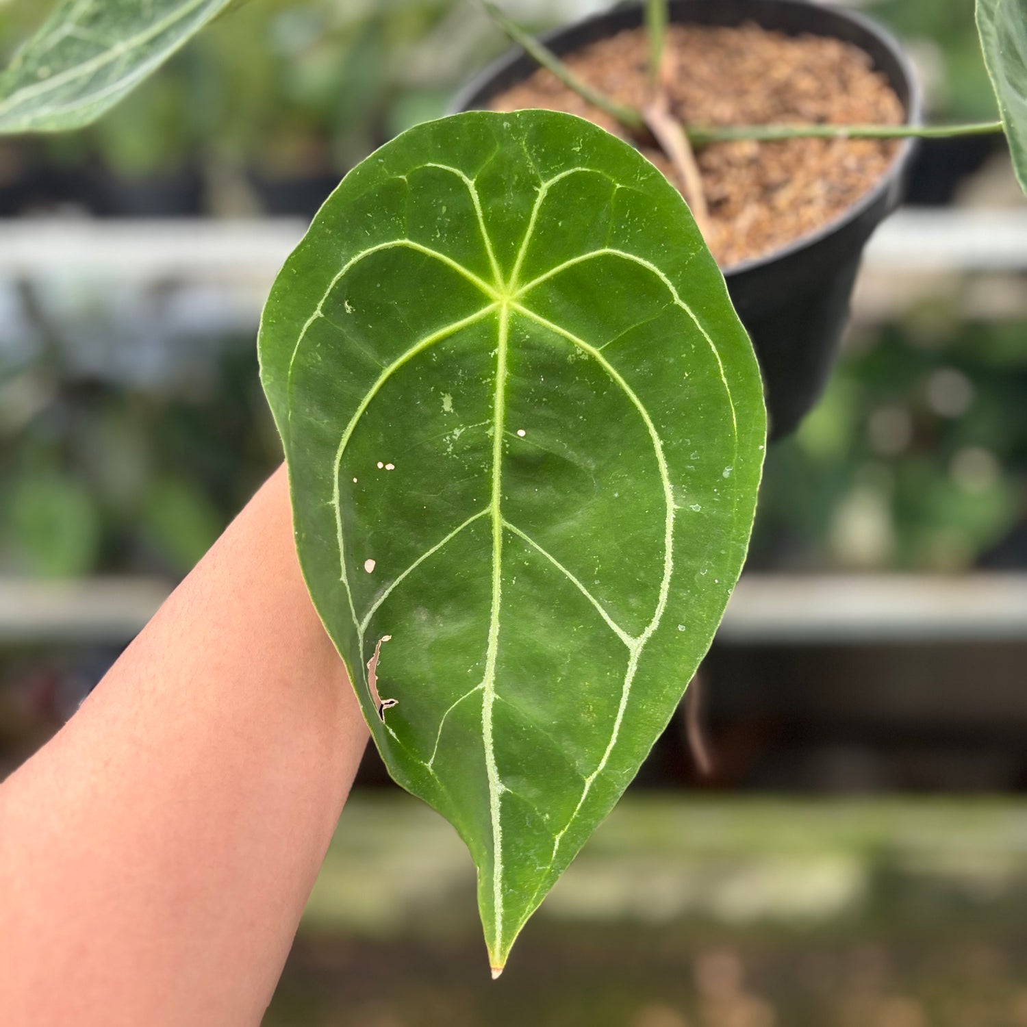 RP15-10 Anthurium Forgetti Hybrid