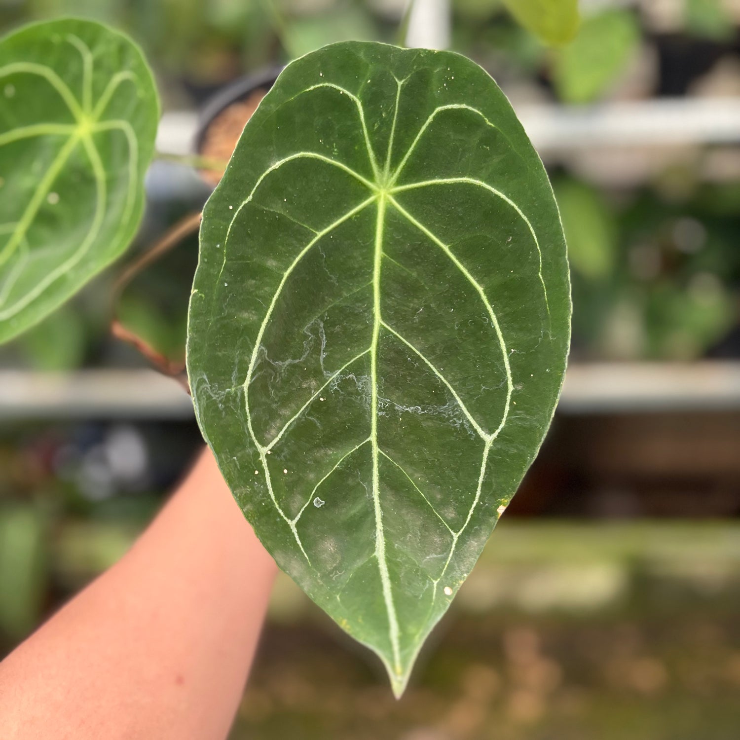 RP15-10 Anthurium Forgetti Hybrid