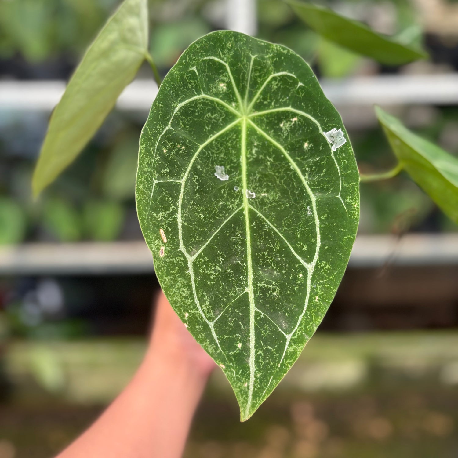 RP15-10 Anthurium Forgetti Hybrid