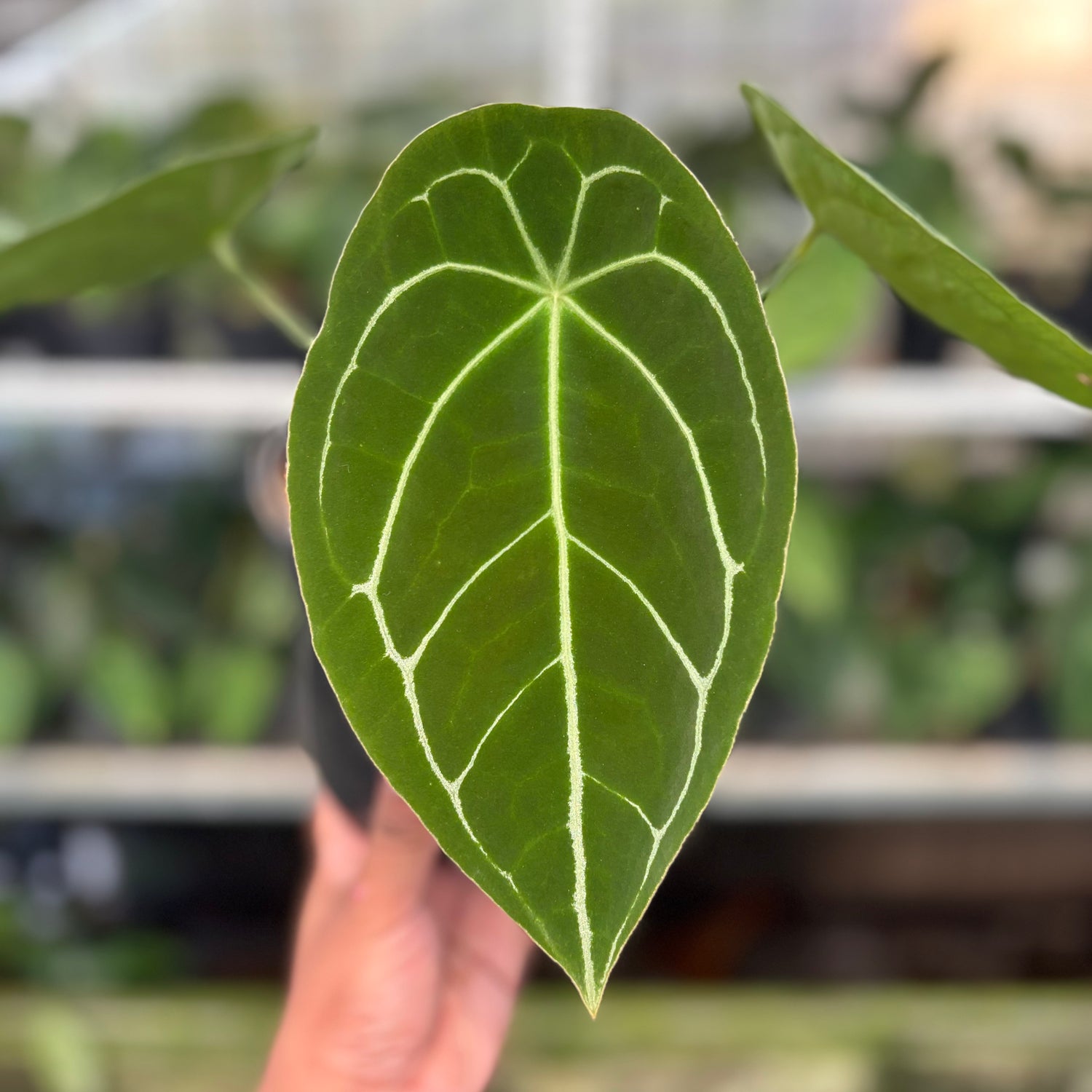 RP15-10 Anthurium Forgetti Hybrid