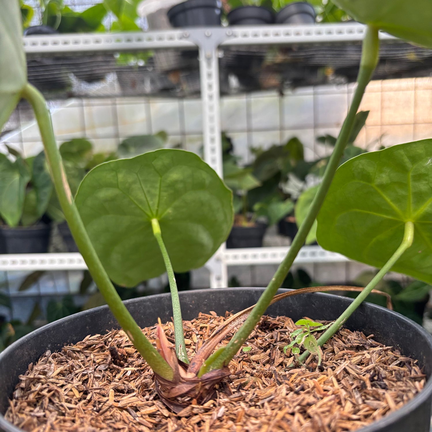 RP15-10 Anthurium Forgetti Hybrid