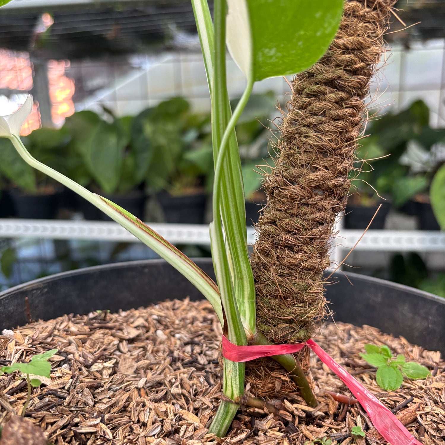 RP16-10 Monstera Albo Variegated