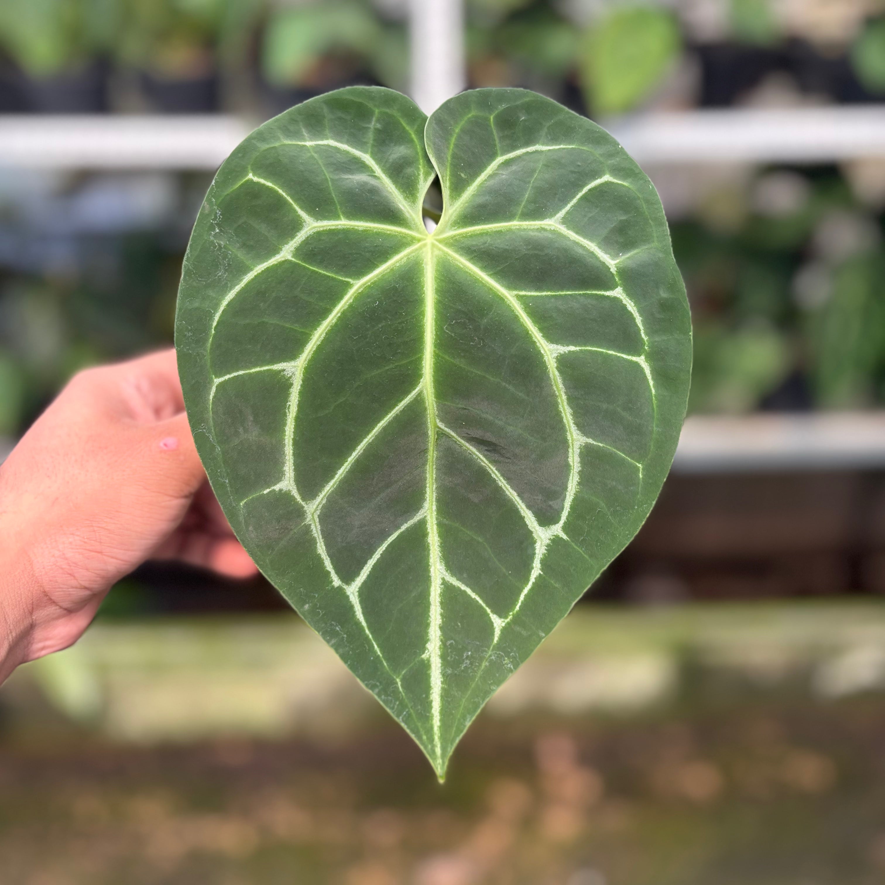 RP17-10 Anthurium Magnificum Hybrid selected
