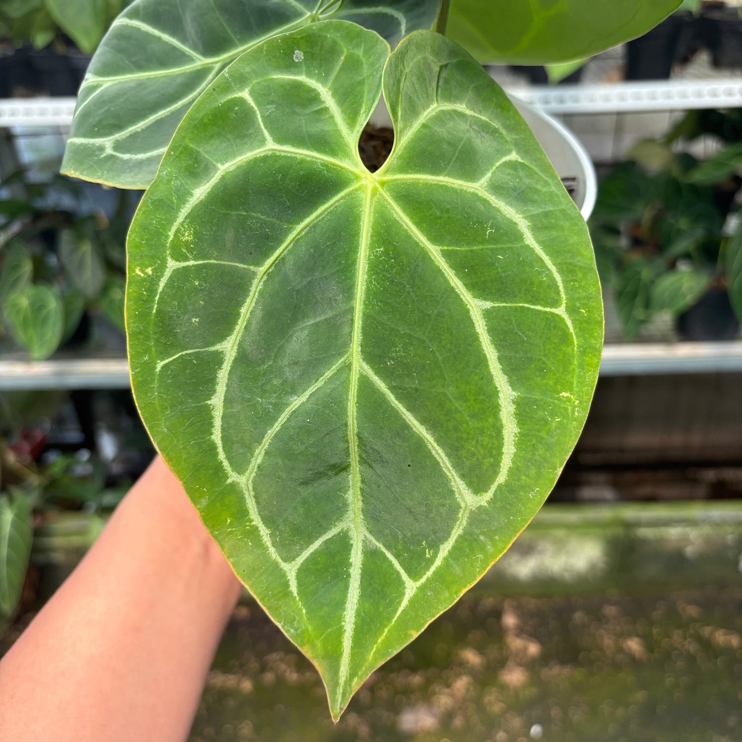 RP17-10 Anthurium Magnificum Hybrid selected