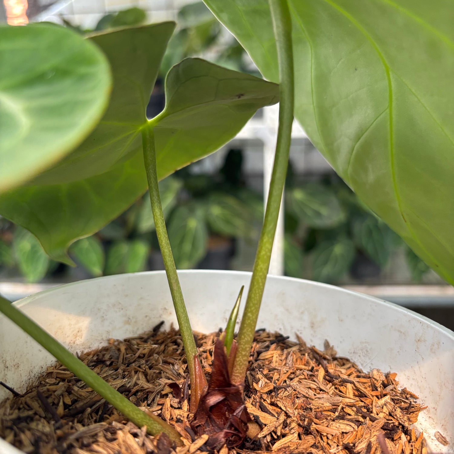 RP17-10 Anthurium Magnificum Hybrid selected