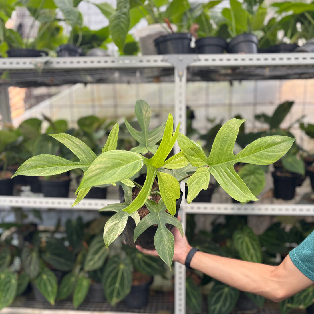 Philodendron Florida Ghost Mature Size
