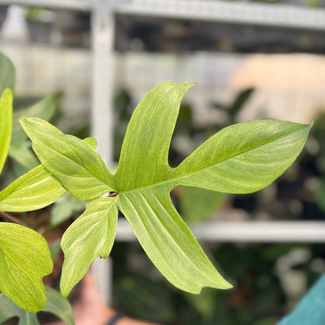 RP11-10 Philodendron Florida Ghost Mature Size