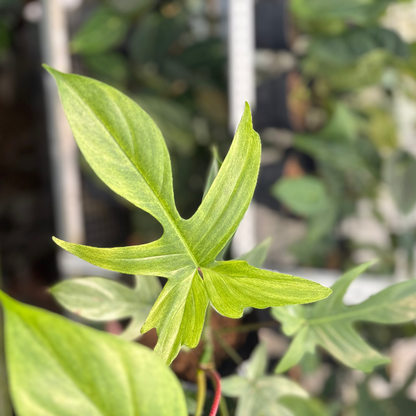 Philodendron Florida Ghost Mature Size